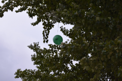 DSC_0429