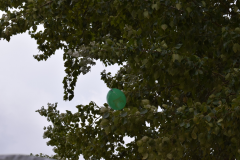 DSC_0431